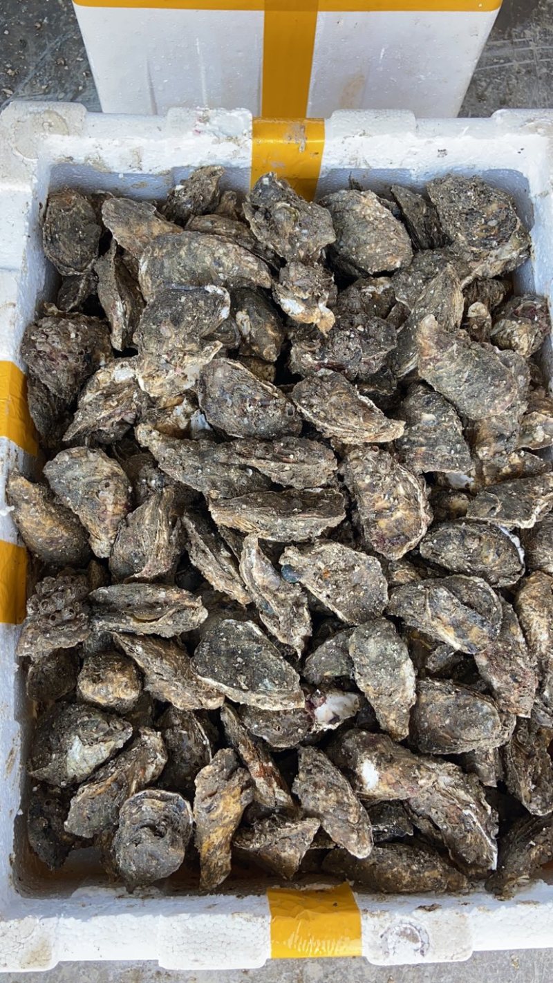 生蚝批发全壳鲜活生蚝半壳生蚝烧烤牡蛎海蛎子生蚝肉