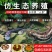 娃娃鱼人工养殖活鱼水产海鲜包活到家月子汤营养丰富