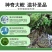 娃娃鱼人工养殖活鱼水产海鲜包活到家月子汤营养丰富
