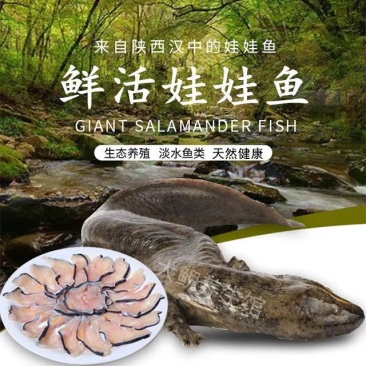 娃娃鱼人工养殖活鱼水产海鲜包活到家月子汤营养丰富