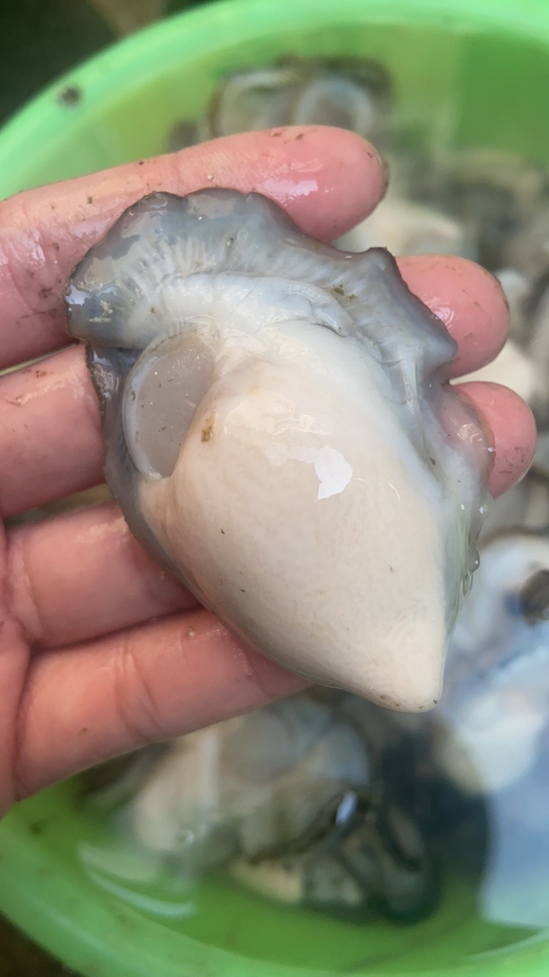 生蚝批发全壳鲜活生蚝半壳生蚝烧烤牡蛎海蛎子生蚝肉