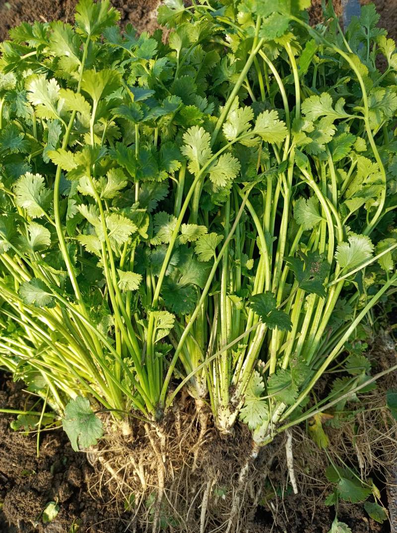 精品大棚优质铁杆小叶鲜香菜热销中