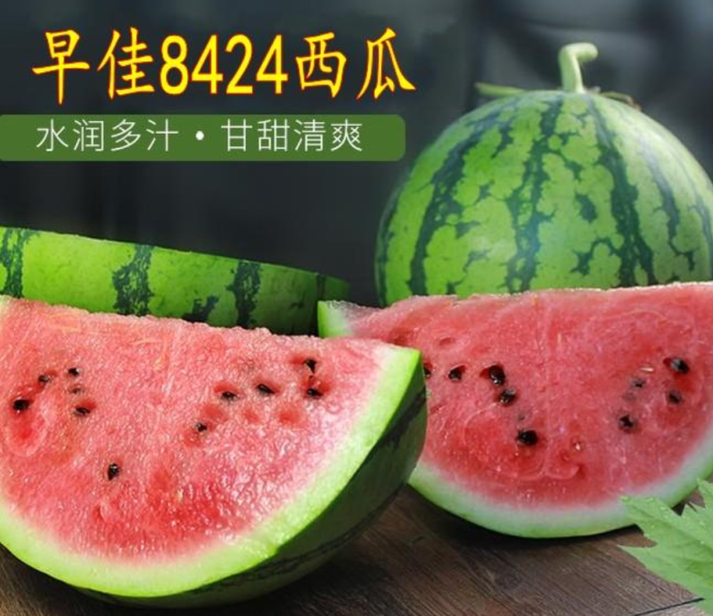 西瓜穴盘苗，基地直销，保质保量，品种齐全，代育量大从优