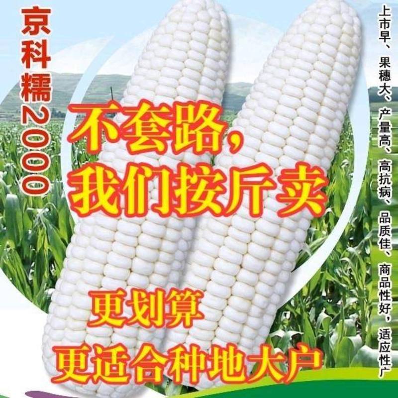 京科糯2000糯玉米种子早熟甜糯玉米大棒散装糯玉米种子
