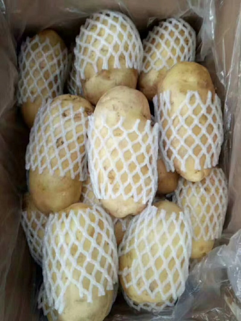 山东优质荷兰十五土豆大量上市，质优价廉，欢迎光临选购