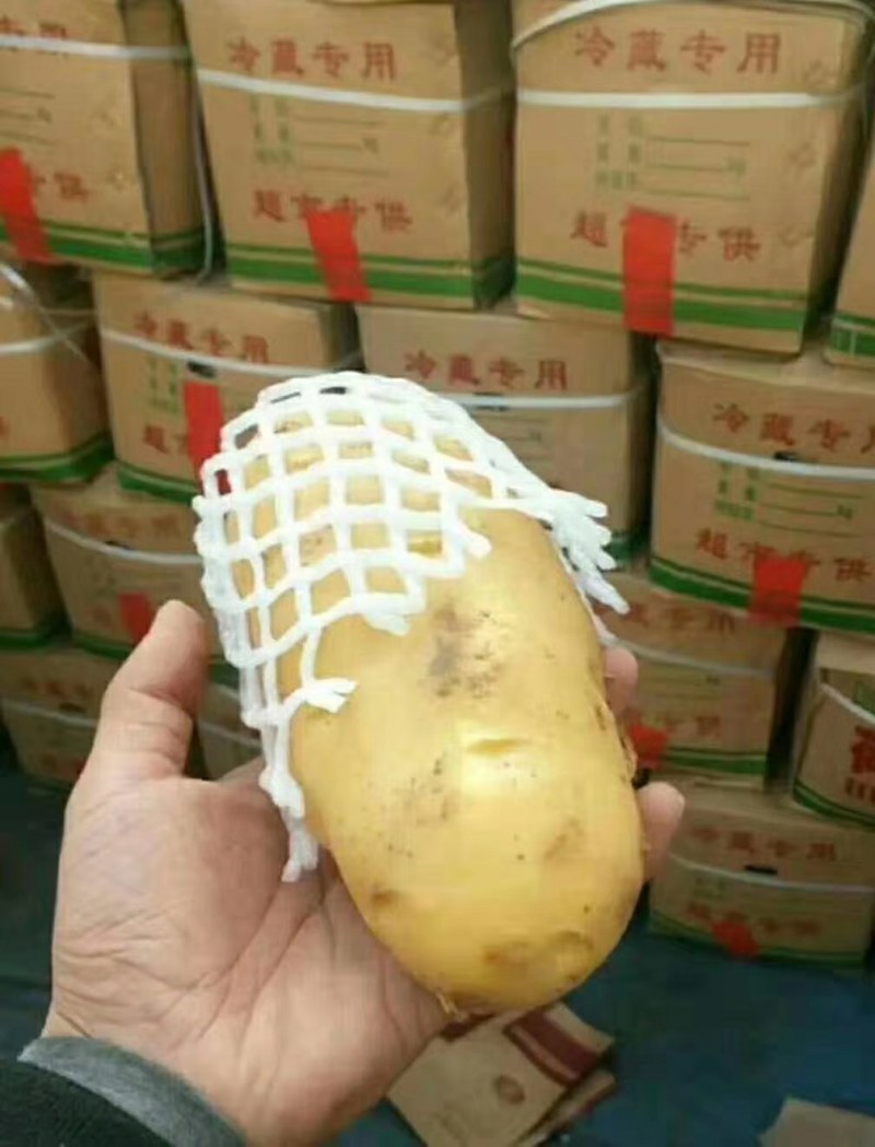 山东优质荷兰十五土豆大量上市，质优价廉，欢迎光临选购