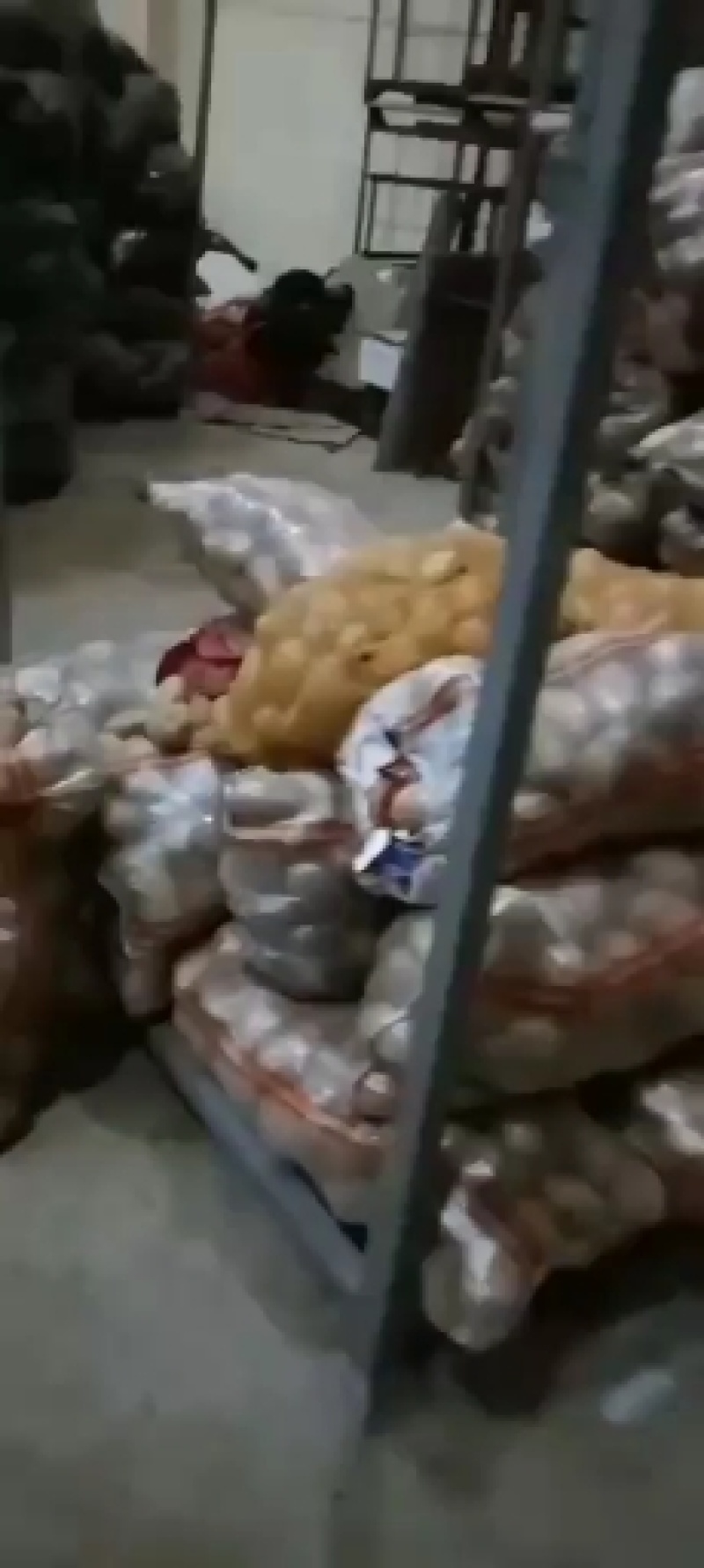 山东优质荷兰十五土豆大量上市，质优价廉，欢迎光临选购