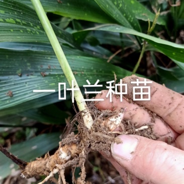 一叶兰，盆景苗，工程绿化，四季常青