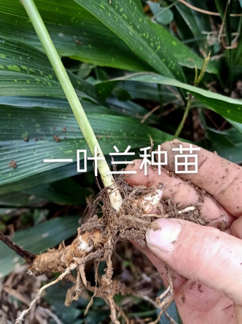 一叶兰，盆景苗，工程绿化，四季常青