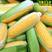 超甜水果玉米种子金甜878牛奶香生吃鲜食水果玉米种子