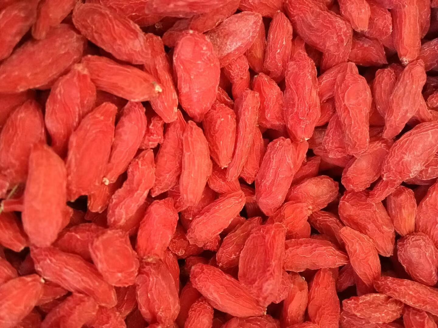 野生红枸杞植株