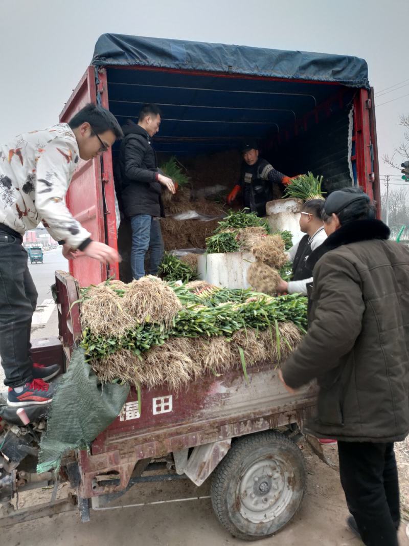 【推荐】红根蒜苗大量上市产地代发全国