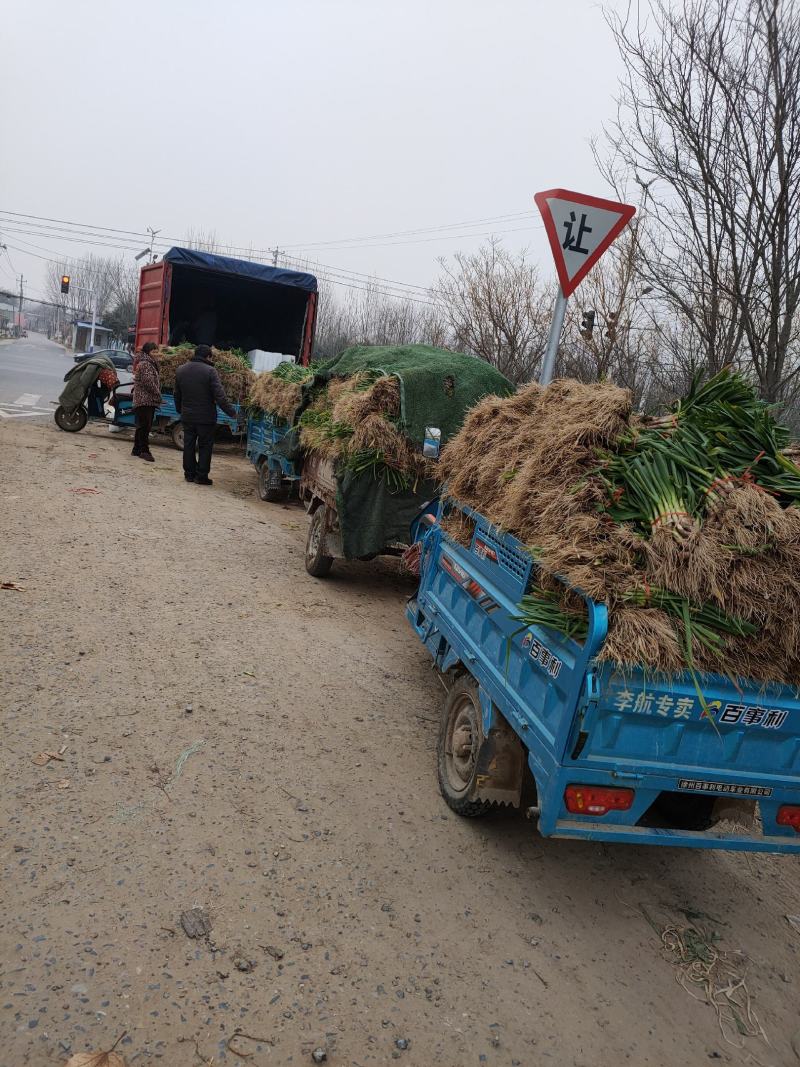 【推荐】红根蒜苗大量上市产地代发全国