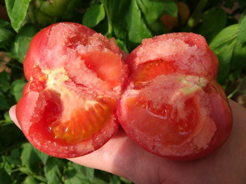 【热销中】普罗旺斯沙瓤西红柿5斤礼盒支持社团酸甜多汁