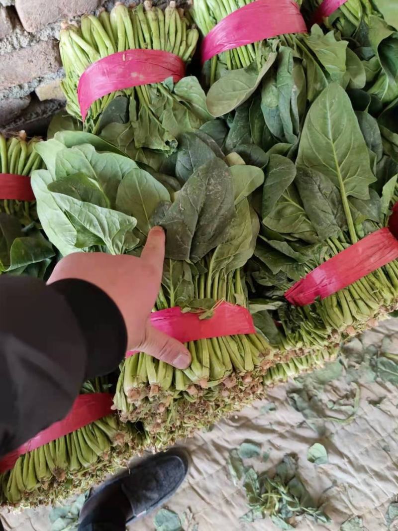 山东省聊城优质菠菜，产地直发，一手货源，