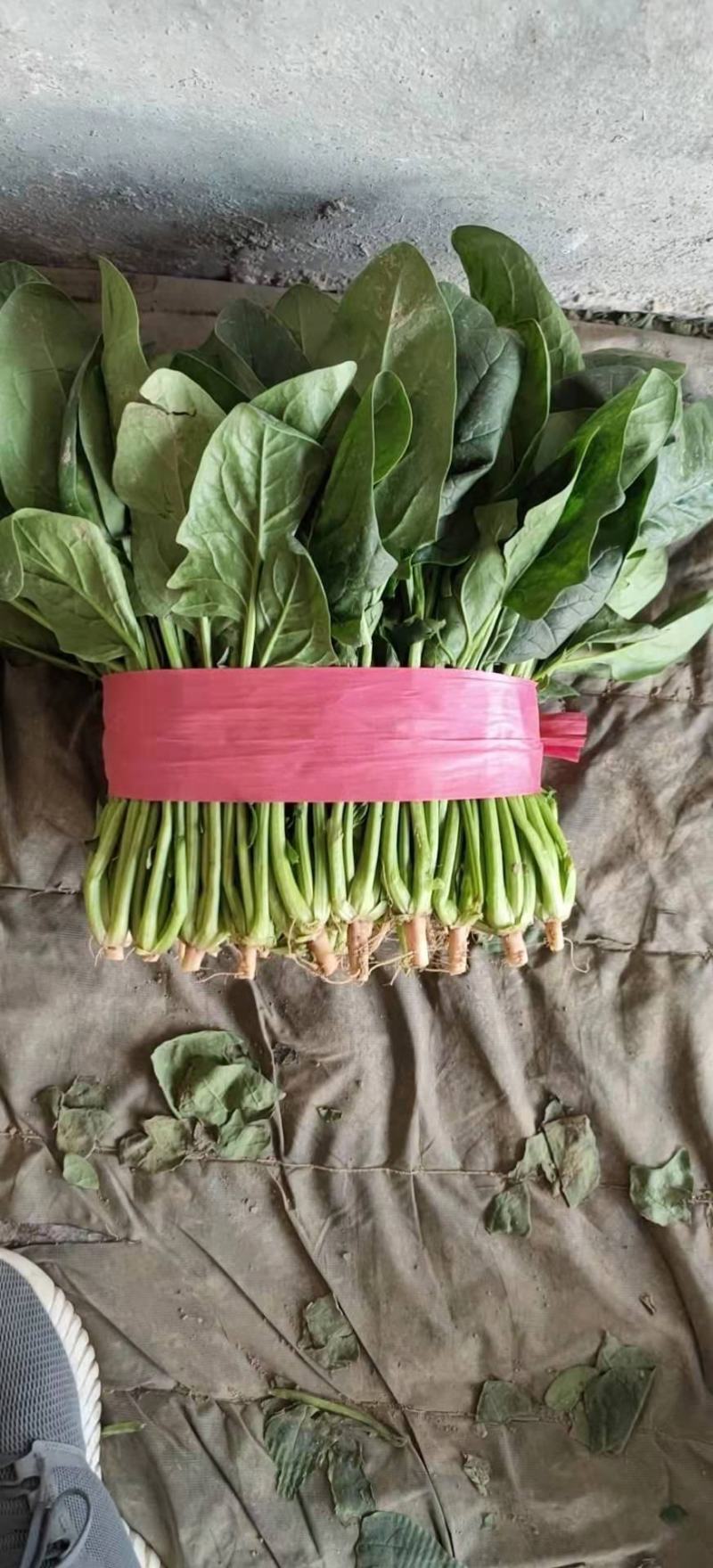 山东省聊城优质菠菜，产地直发，一手货源，