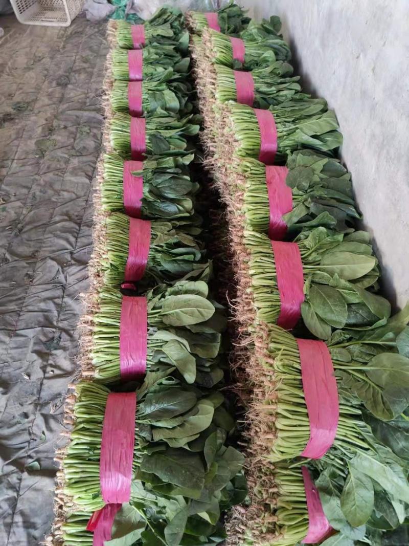 山东省聊城优质菠菜，产地直发，一手货源，