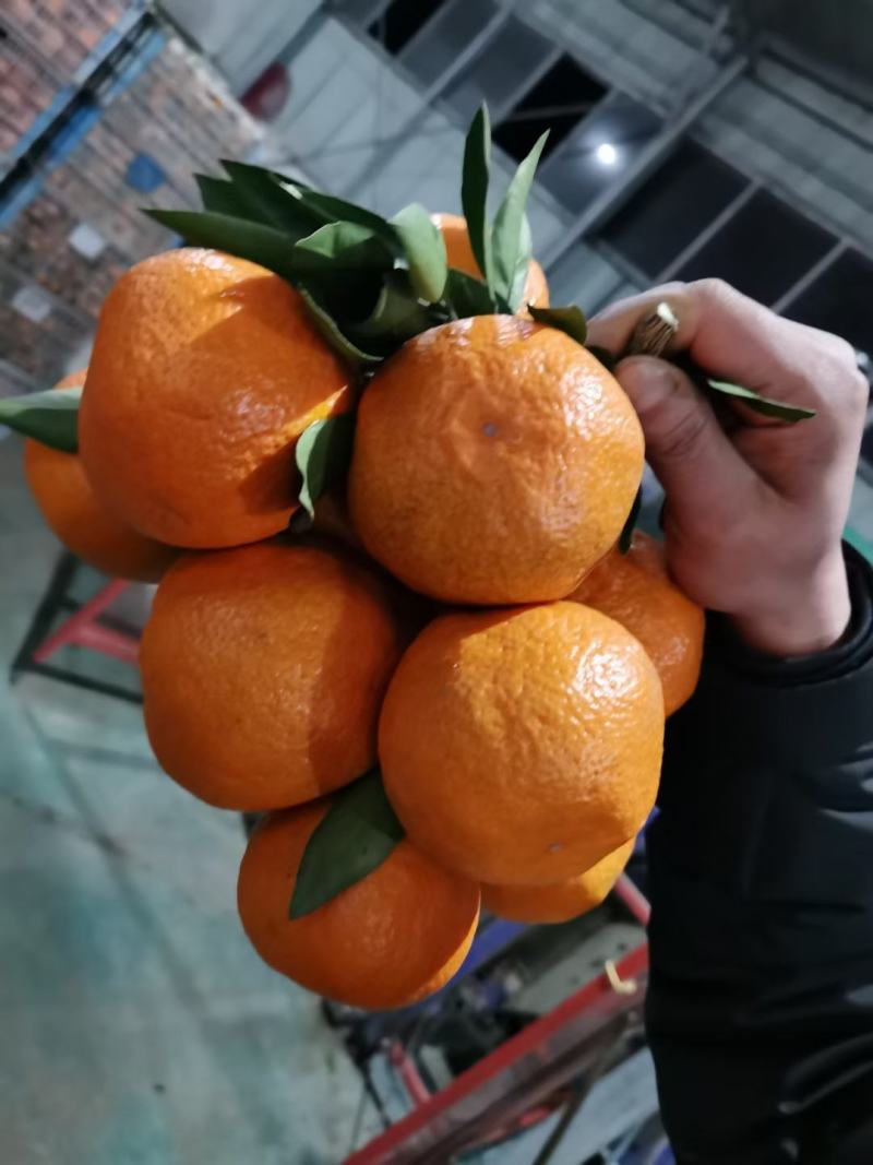 精品沙糖桔质量好皮薄甜度高口感好量大从优价格便宜
