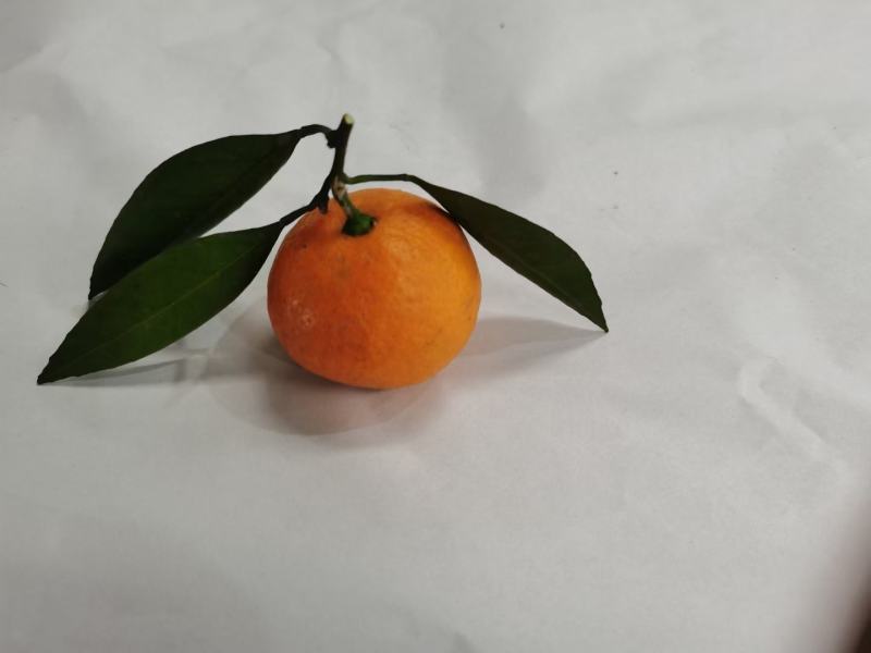 精品沙糖桔质量好皮薄甜度高口感好量大从优价格便宜