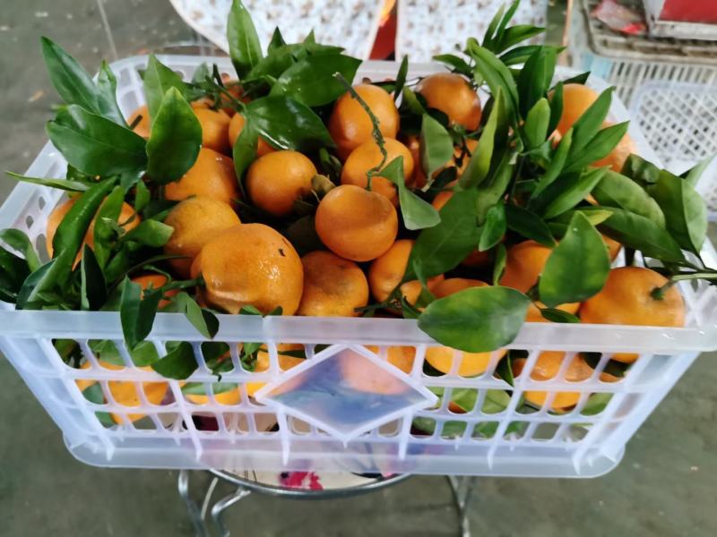 精品沙糖桔质量好皮薄甜度高口感好量大从优价格便宜