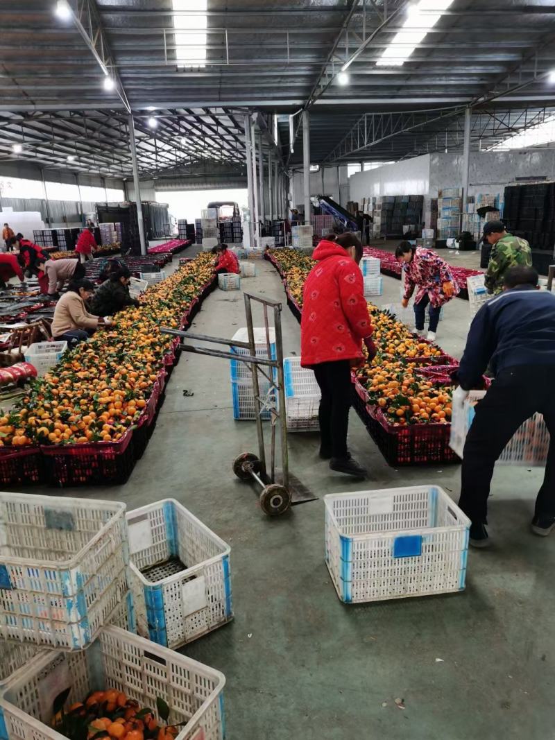 精品沙糖桔质量好皮薄甜度高口感好量大从优价格便宜