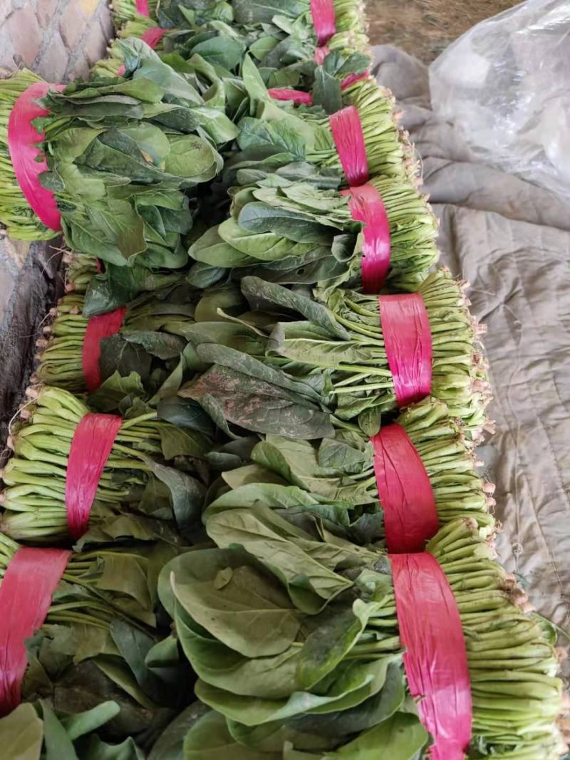 山东省聊城优质菠菜，产地直发，一手货源，
