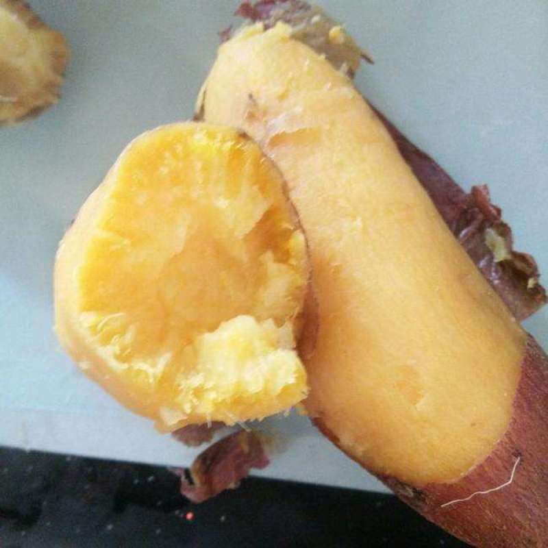 烟薯苗，白哈密，烟薯苗，榴莲蜜薯苗，香薯苗，紫薯苗