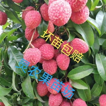 嫁接荔枝苗仙进奉荔枝果树苗仙进奉荔枝苗裸根苗土球苗杯苗