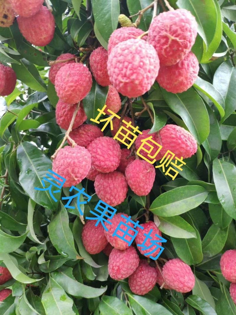 嫁接荔枝苗仙进奉荔枝果树苗仙进奉荔枝苗裸根苗土球苗杯苗