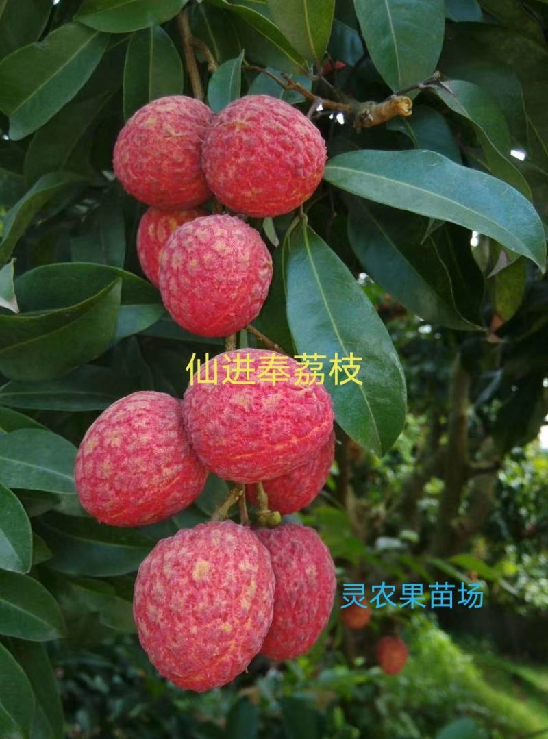 嫁接荔枝苗仙进奉荔枝果树苗仙进奉荔枝苗裸根苗土球苗杯苗