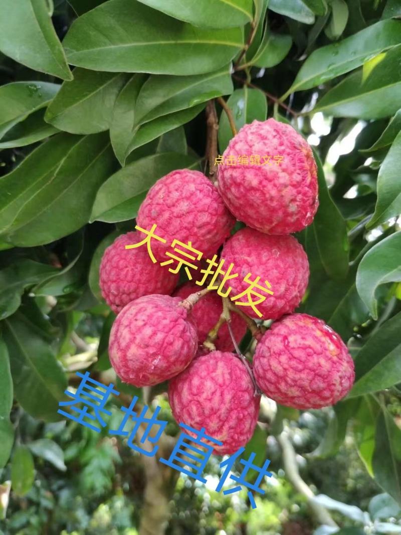 嫁接荔枝苗仙进奉荔枝果树苗仙进奉荔枝苗裸根苗土球苗杯苗