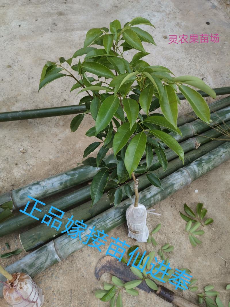 嫁接荔枝苗仙进奉荔枝果树苗仙进奉荔枝苗裸根苗土球苗杯苗