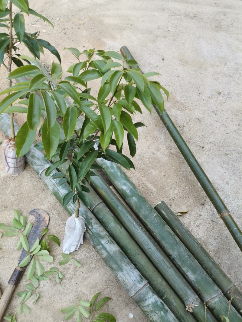 嫁接荔枝苗仙进奉荔枝果树苗仙进奉荔枝苗裸根苗土球苗杯苗