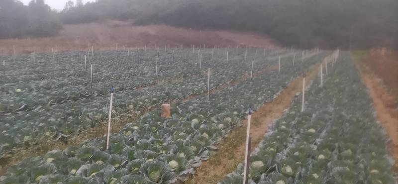 包菜甘蓝，新鲜，品质保证，量大，基地直供