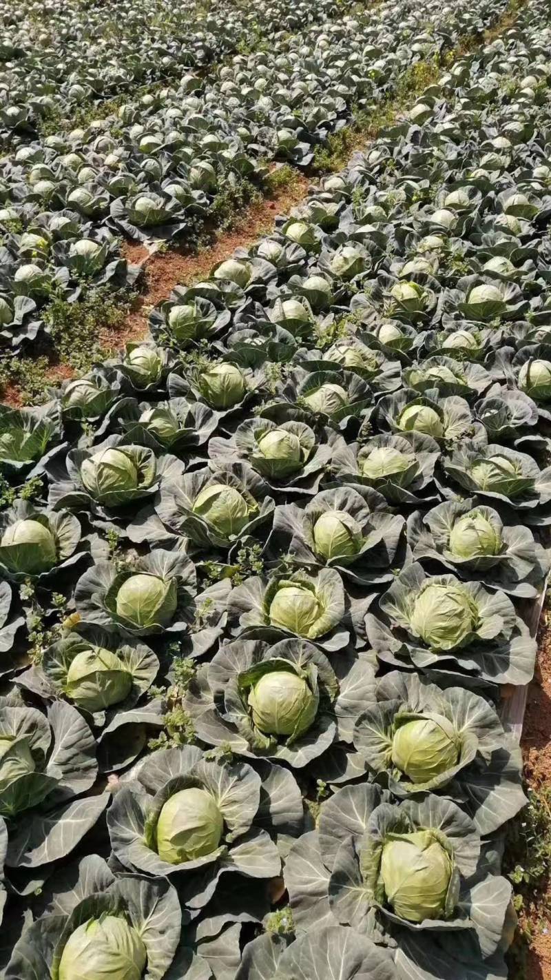 包菜甘蓝，新鲜，品质保证，量大，基地直供