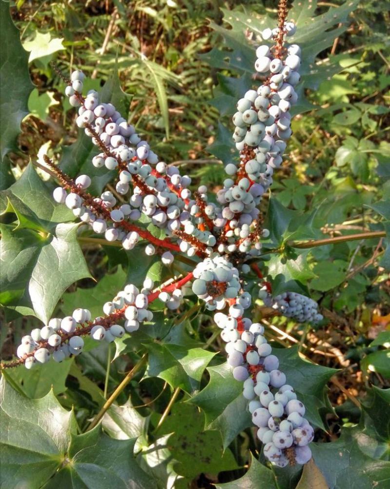 阔叶十大功劳树苗土黄连树苗中药材