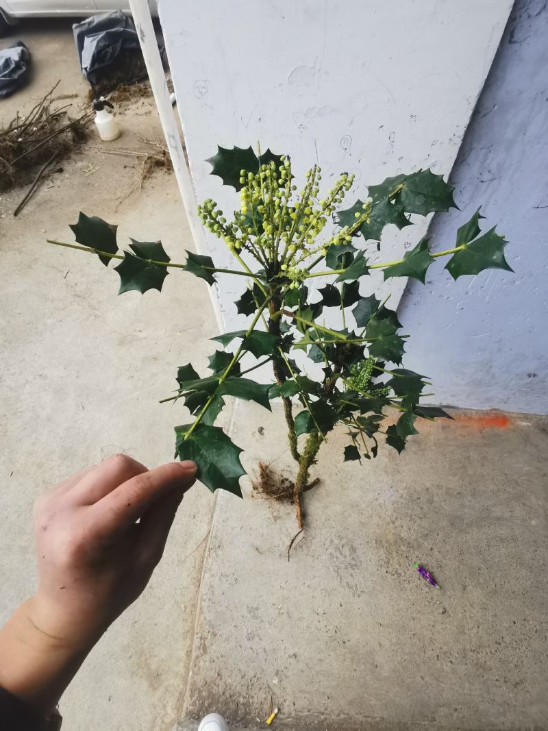阔叶十大功劳树苗土黄连树苗中药材