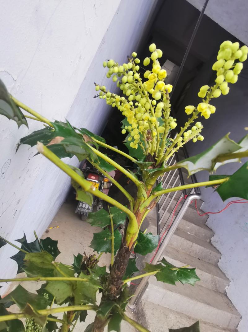 阔叶十大功劳树苗土黄连树苗中药材