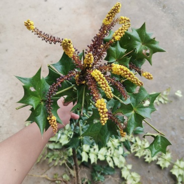 阔叶十大功劳树苗土黄连树苗中药材