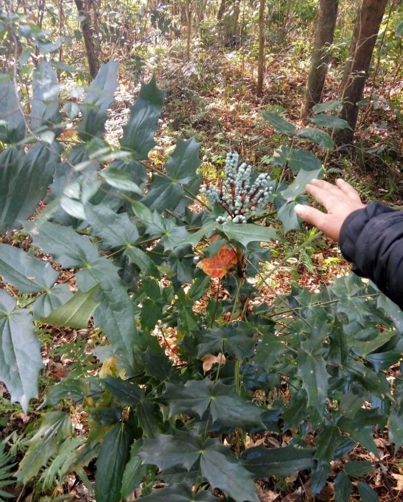 阔叶十大功劳树苗土黄连树苗中药材