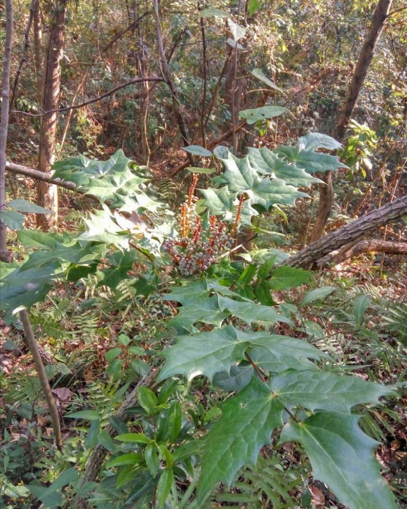 阔叶十大功劳树苗土黄连树苗中药材