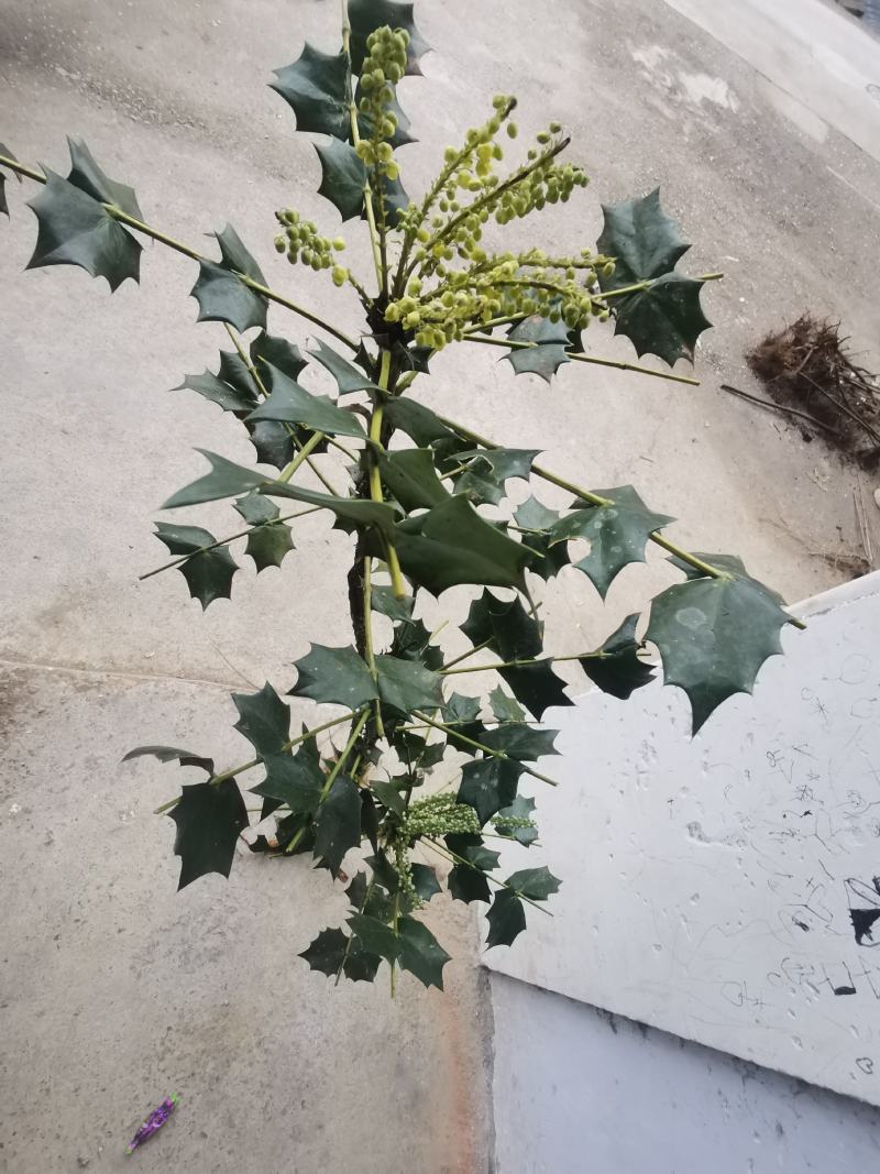 阔叶十大功劳树苗土黄连树苗中药材