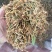 广西金秀大瑶山野生金银花