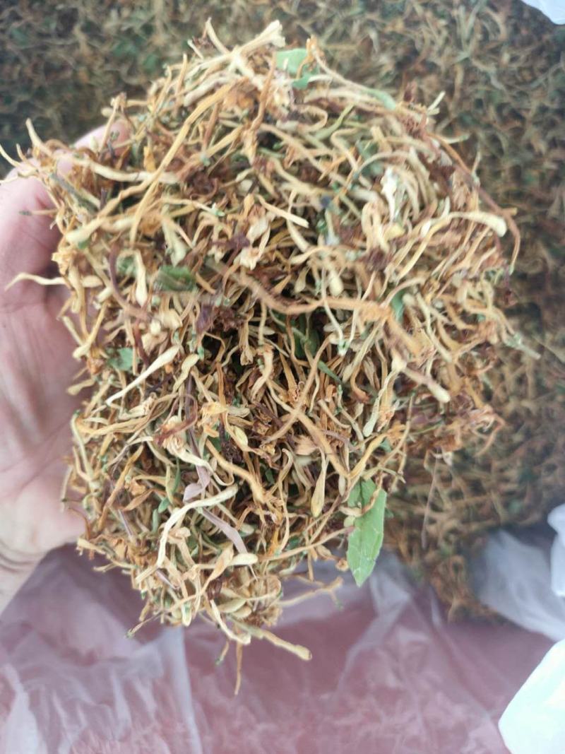 广西金秀大瑶山野生金银花