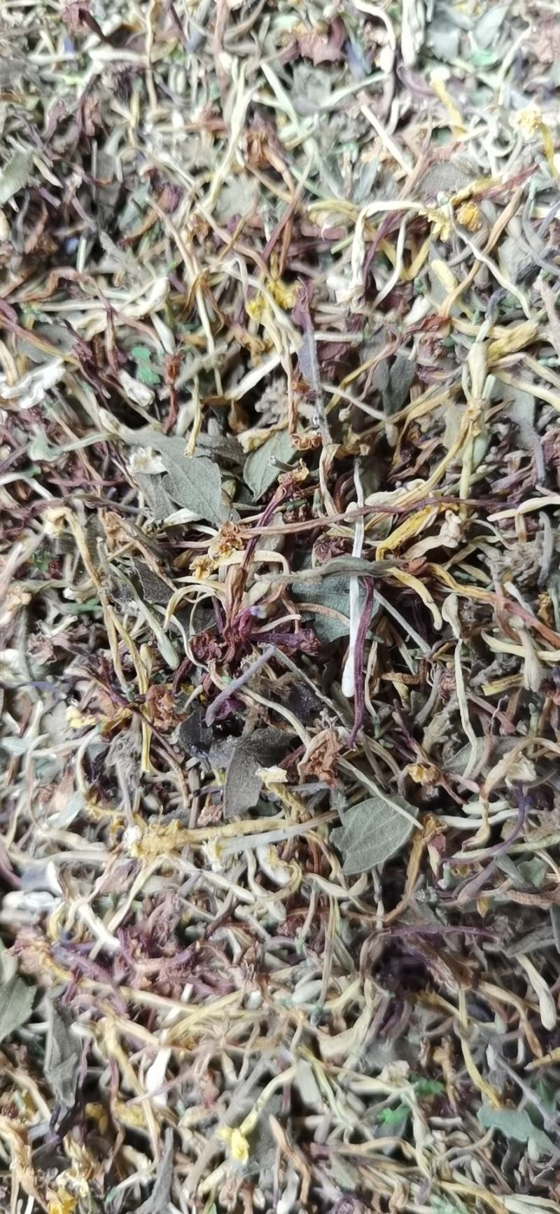 广西金秀大瑶山野生金银花