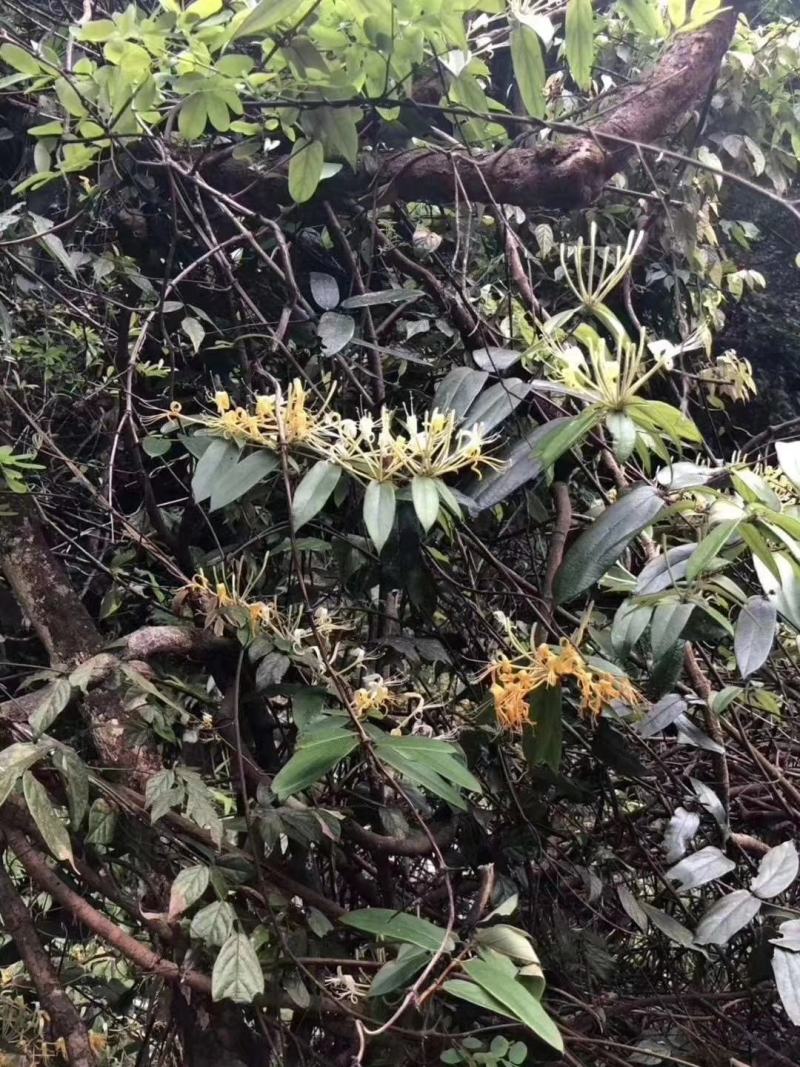 广西金秀大瑶山野生金银花