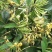 广西金秀大瑶山野生金银花
