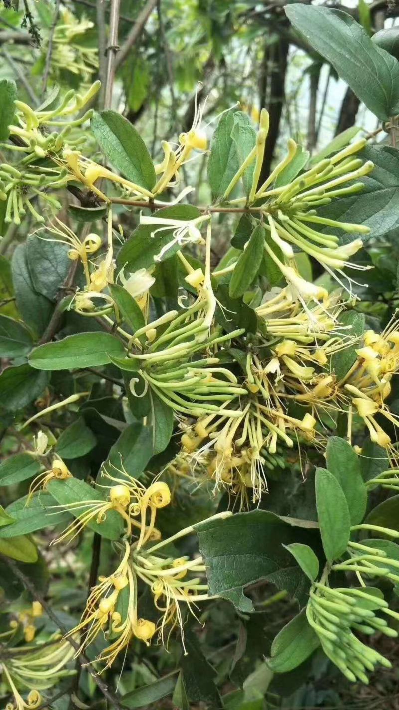 广西金秀大瑶山野生金银花