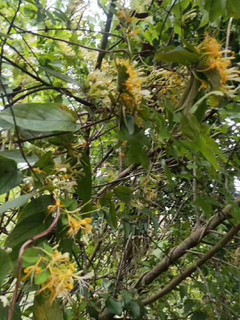 广西金秀大瑶山野生金银花