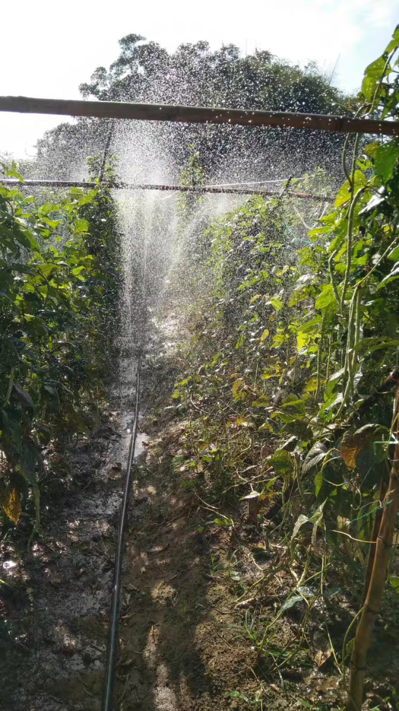 农用微喷带滴灌带喷水软管喷雾雾化水管1寸1.5寸2寸绿化